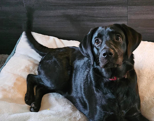 Image of Paige the black labrador on how The Original Candle Co. began.