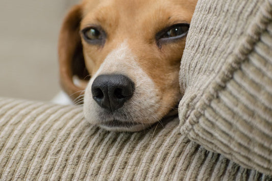 Are candles and wax melts safe for pets? image shows a dog on a sofa